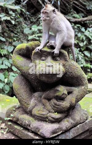 Lunga coda Macaque (Macaca fascicularis) nella Sacra Foresta delle Scimmie, Ubud, Indonesia Foto Stock