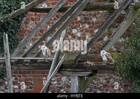 Barbagianni Tyto alba coppia vicino al nido in vecchi fienile North Norfolk Febbraio Foto Stock