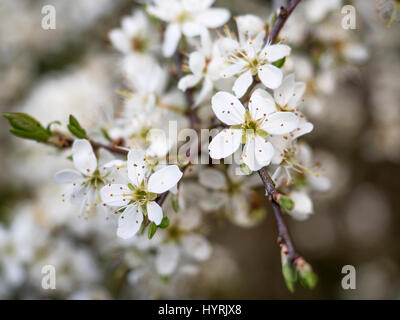 Crataegus monogyna o Biancospino Blossom nel campo a ferro di cavallo a Knaresborough North Yorkshire, Inghilterra Foto Stock