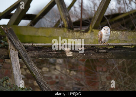 Barbagianni Tyto alba nel vecchio fienile vicino alla scatola di nido North Norfolk Febbraio Foto Stock