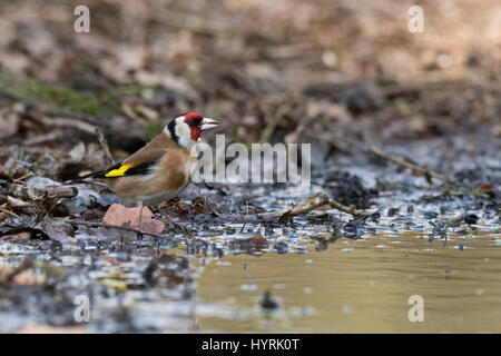 Eurasian Cardellino Carduelis carduelis bevendo al Nord Pool di Norfolk Foto Stock