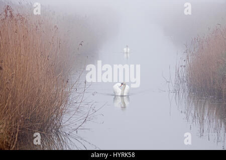 Cigni muti Cygnus olor lungo la diga su mattinata nebbiosa Cley North Norfolk inverno Foto Stock