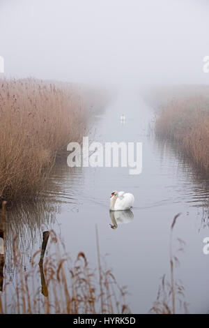 Cigni muti Cygnus olor lungo la diga su mattinata nebbiosa Cley North Norfolk inverno Foto Stock