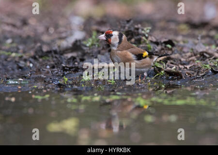 Eurasian Cardellino Carduelis carduelis bevendo al Nord Pool di Norfolk Foto Stock