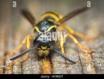 Fotografia macro di una comune regina vespa che mastica su legno per il suo nido. Foto Stock