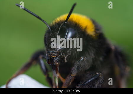 Extreme dettagliate fino in prossimità di un calabrone. Bombus terrestris Foto Stock