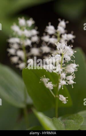 Canada Mayflower in piena fioritura durante la stagione primaverile. maianthemum canadense Foto Stock