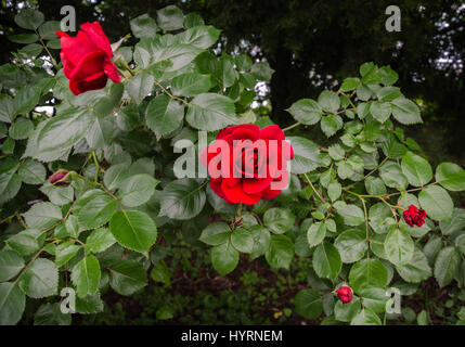 In un giardino di primavera scalatore con red rose fiori e boccioli Foto Stock