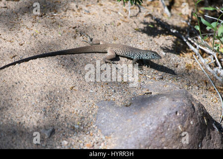 Grande Bacino Whiptail, (Aspidoscelis tigri tigri), Montagna Nera, Imperiale co., California, Stati Uniti d'America. Foto Stock