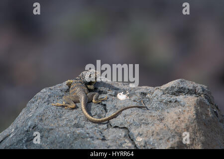 Grande Bacino di lucertola a collare, (Crotaphytus bicinctores), Montagna Nera, Imperiale co., California, Stati Uniti d'America. Foto Stock