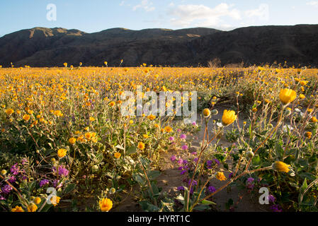 Deserto dei girasoli, (Geraea canescans), Henderson Canyon Road, Anza-borrego Desert State Park, California, Stati Uniti d'America. Foto Stock