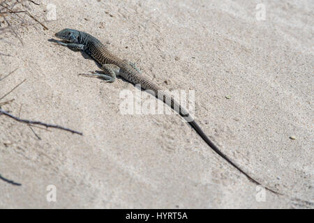 Grande Bacino Whiptail, (Aspidoscelis tigri tigri), vecchie molle spazio aperto conservare, San Diego co., California, Stati Uniti d'America. Foto Stock