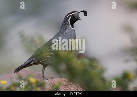 Maschio adulto California Quaglia, (Callipepla californica), Borrego Palm Canyon, Anza-borrego Desert State Park, California, Stati Uniti d'America. Foto Stock