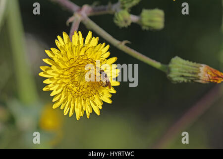 Ape femmina anthophora plumipes o un miele delle api nome latino apis mellifera per raccogliere il polline in un giallo fico d'india sow-fiore di cardo latino sonchus asper Foto Stock