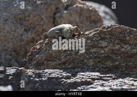 Femmina Chuckwalla comune, (Sauromalus ater), Borrego Palm Canyon, Anza-borrego Desert State Park, California, Stati Uniti d'America. Foto Stock