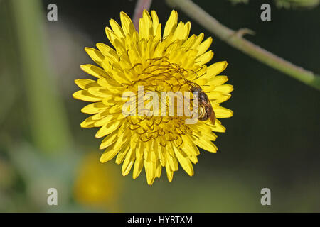 Ape femmina anthophora plumipes o un miele delle api nome latino apis mellifera per raccogliere il polline in un giallo fico d'india sow-fiore di cardo latino sonchus asper Foto Stock