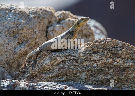 Femmina Chuckwalla comune, (Sauromalus ater), Borrego Palm Canyon, Anza-borrego Desert State Park, California, Stati Uniti d'America. Foto Stock