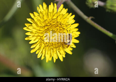 Ape femmina anthophora plumipes o un miele delle api nome latino apis mellifera per raccogliere il polline in un giallo fico d'india sow-fiore di cardo latino sonchus asper Foto Stock