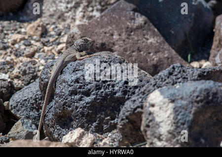 Grande Bacino di lucertola a collare, (Crotaphytus bicinctores), Montagna Nera, Imperiale co., California, Stati Uniti d'America. Foto Stock