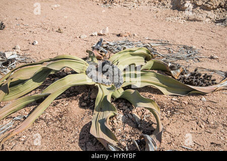 Welwitschia mirabilis, Namib Desert, Namibia Foto Stock