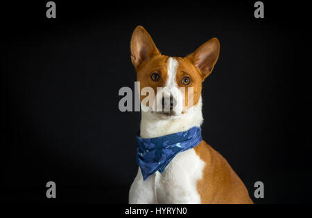 Ritratto di elegante basenji cane maschio indossando fazzoletto blu Foto Stock