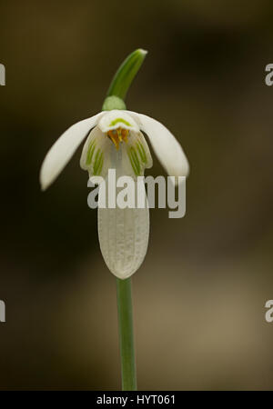 Fiore di autunno Snowdrop, Galanthus regina-alghe, Grecia Foto Stock