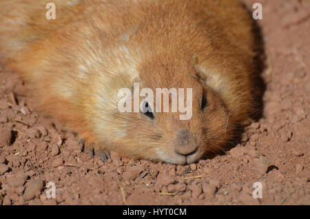 Chubby adorabile cane della prateria di riposo in un mucchio di sporcizia. Foto Stock