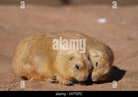 Carino coppia di snuggling i cani della prateria cuddling insieme. Foto Stock