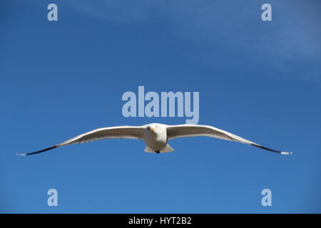 Seagull volare con le ali span, volare al di sopra del molo del porto di Whitby in Inghilterra, Regno Unito Foto Stock