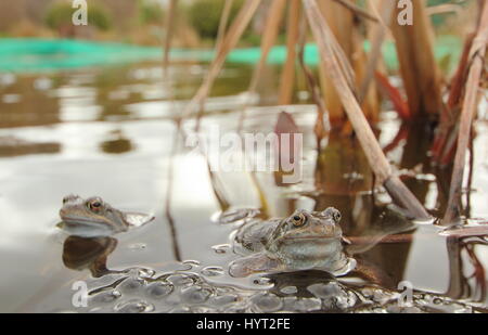 Unione rane comuni (rana temporaria) la deposizione delle uova in un urbano del laghetto in giardino, Derbyshire, Inghilterra - Marzo Foto Stock