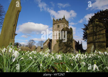 Snowdrops (Galanthus nivalis) nel cimitero di un pittoresco villaggio inglese chiesa parrocchiale vicino a Bakewell, parco nazionale di Peak District, DERBYSHIRE REGNO UNITO Foto Stock