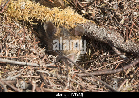 Close-up di legno (mouse Apodemus sylvaticus) sbirciando fuori del suo foro Foto Stock