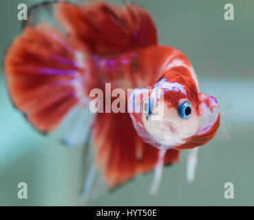 Svasatura maschio Koi HMPK Betta splendens Foto Stock