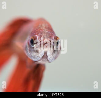 Maschio rosso Betta splendens faccia Foto Stock