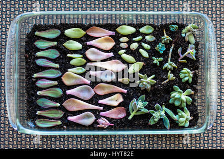 Crescente succulente colorati di neonati in pyrex lungo pan birds eye view. Foto Stock