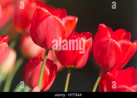 Tulipani rossi Foto Stock