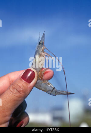 Un fresco catturato sulla costa del Golfo di gamberi dal Golfo del Messico, vicino a Rockport, Texas Foto Stock