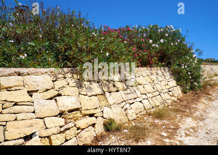 Oleandro fiori sul vecchio recinto in pietra vicino alla strada sulla isola di Malta Foto Stock