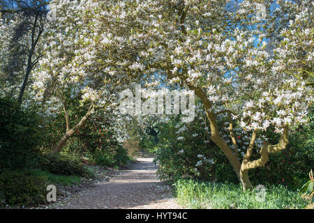 × Magnolia soulangeana Alba Superba alberi in fiore lungo un percorso ad RHS Wisley Gardens, Surrey, Inghilterra Foto Stock