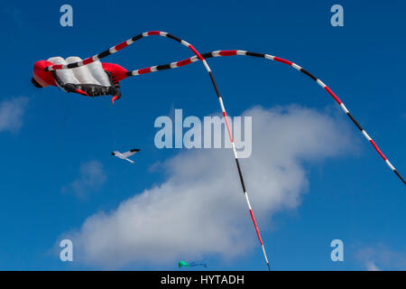 Minchinhampton serate dei Kite; Aprile 2017 Foto Stock