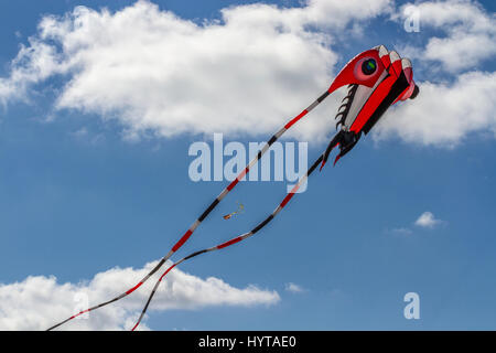 Minchinhampton serate dei Kite; Aprile 2017 Foto Stock