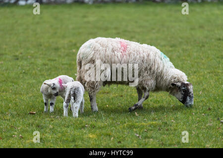 Mother sheep (ewe) & 2 twin lambs standing together in farm field in springtime (Mum grazing, offspring stand close) - North Yorkshire, England, GB UK Foto Stock