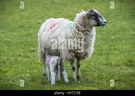 Primo piano di mulo di pecora (pecora) e singolo piccolo agnello in piedi in campo di fattoria in primavera - il giovane è succhiare o nutrirsi dalla madre. Inghilterra, GB, Regno Unito. Foto Stock