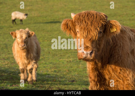 Red Highland vitello bovino (testa e spalle) in un campo. Ragazzo bianco si erge al di là. Sia carino & hairy vitelli, guardare la fotocamera. Inghilterra, GB, UK. Foto Stock