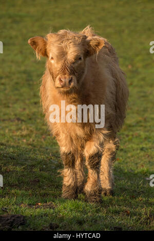 Highland bovini in una farm field - 1 curioso, grazioso, shaggy, bianco highland di vitello, sta fissando la telecamera, le sue corna non visibile. Inghilterra, GB, UK. Foto Stock