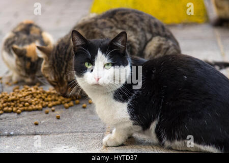 I gatti randagi da Istanbul a mangiare cibo secco sulle strade, uno dei gatti guardando le immagini della telecamera di tre gatti da Istanbul, Turchia, uno calic Foto Stock