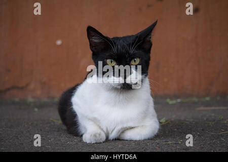 Bianco e nero cat che stabilisce in una strada, guardando l'immagine della telecamera di un bianco e nero gatto randagio prese su una strada ucraino Foto Stock