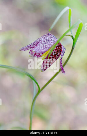 Close-up di immagine il delicato a fioritura primaverile fritillary snakeshead fiore noto anche come Fritillaria meleagris Foto Stock