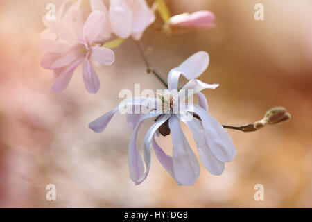 Close-up immagine della splendida fioritura di primavera Magnolia stellata noto anche come la stella albero di magnolia. Foto Stock