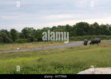 Grande cornuto bovini, Ankole-Watusi Foto Stock